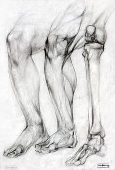 Foot & Ankle illustration