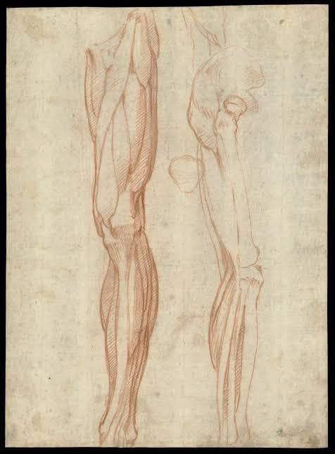 Knee illustration